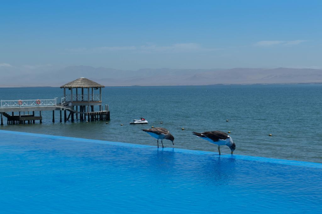 Apartamento Frente A Islas Ballestas Paracas Esterno foto
